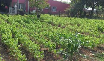 Contribuyen huertos familiares a la cohesión social y a la seguridad alimentaria: Agricultura
