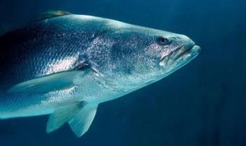 México da un paso más hacia la protección de la vaquita marina y la totoaba ante la Cites