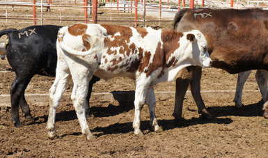 Reclasificación de Sonora como estado libre de brucelosis potenciará exportación de ganado a EU