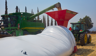 Silos bolsa, una alternativa de almacenamiento de granos para productores de pequeña escala del país