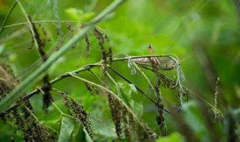 Controla Agricultura diez brotes de langosta centroamericana en Nuevo León