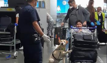 Alista Agricultura infraestructura en Aeropuerto Internacional Felipe Ángeles para evitar entrada de plagas y enfermedades