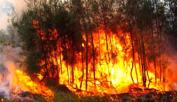 En lo que va del año, más de mil incendios forestales en el país