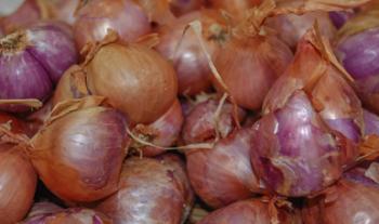 Publica Agricultura Protocolo de inocuidad para la producción de cebolla en Chihuahua