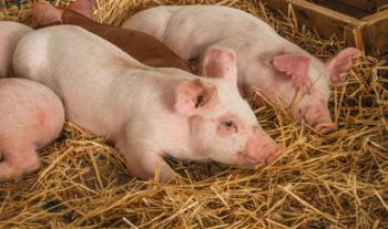 Aumenta casi 20% consumo de carne de cerdo en México en primer bimestre del año