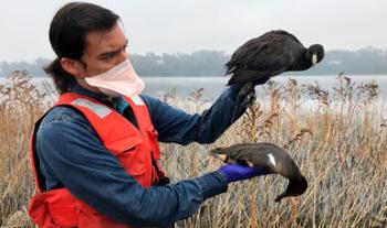 Fortalece Agricultura medidas preventivas ante brotes de influenza aviar en Estados Unidos y Europa