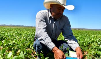 Abre Agricultura ventanillas para adquisición de semilla certificada de frijol