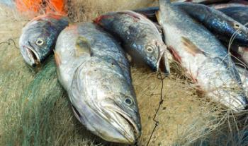 Publica Agricultura volumen de captura de curvina golfina para la temporada 2022 en el Alto Golfo de California