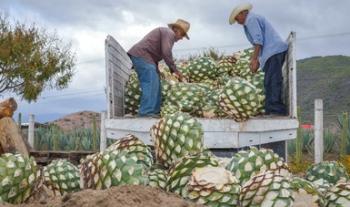 Cerveza, tequila y aguacate, los principales productos mexicanos que se consumen en Estados Unidos