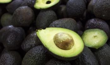 México prevalece en controversia contra Costa Rica por medidas restrictivas al aguacate en el marco de la OMC
