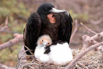 Las aves son solidarias en la asistencia de las crías