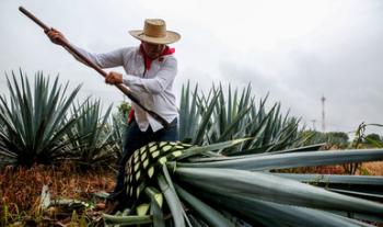Registra balanza comercial agroalimentaria superávit de mil 558 mdd en primer bimestre de 2022
