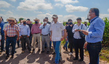 Registra resultados positivos la producción de maíz con prácticas agroecológicas en Sinaloa