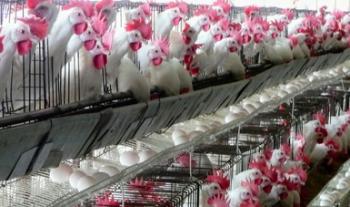 Detecta Agricultura presencia en Coahuila de Influenza Aviar AH7N3 en naves de producción avícola