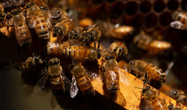 Generó México 63 mil 400 toneladas de miel al cierre de 2021: Agricultura