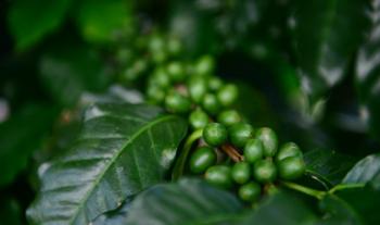 Crecen 14.2 por ciento exportaciones agropecuarias y pesqueras de México en abril
