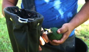 Reconoce Agricultura zonas libres de los barrenadores del aguacate en Michoacán, Jalisco, Nayarit y Guerrero
