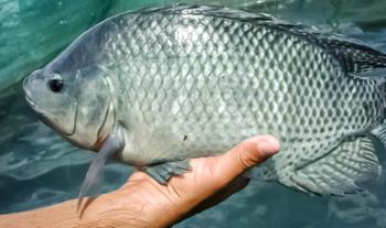 Certifica Agricultura en Buenas Prácticas a pescadores de aguas interiores de Querétaro