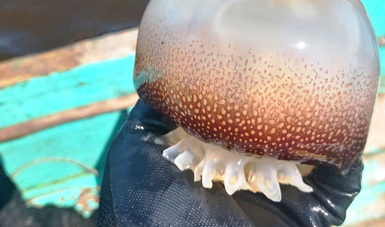 Realiza Inapesca estudios para determinar factibilidad de explotación de la medusa bola de cañón en Tabasco
