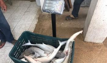 Autoridades federales aseguran en Campeche producto marino que se encuentra en veda