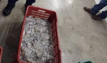 Asegura Marina, en coordinación con Conapesca, pulpo en veda en Dzilam de Bravo, Yucatán