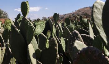 Impulsa Agricultura acciones para combatir la sequía y la desertificación en el país