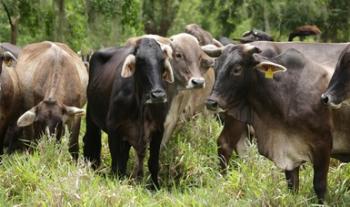 Crianza de búfalo, alternativa viable para atender la demanda de carne y leche en México