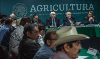 Prevé Agricultura alza en la producción de maíz, con 28.9 millones de toneladas al cierre del año agrícola 2022