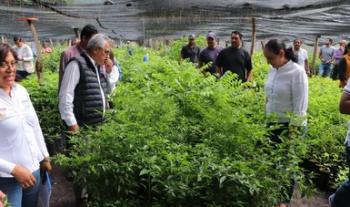 Sembrando Vida plantará este año más de 7.5 millones de árboles en Nayarit
