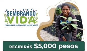 Secretaría de Bienestar dispersa más de 2 mil mdp en pagos de Sembrando Vida