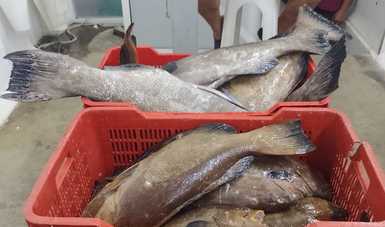 Implementa acciones Armada de México y Conapesca para evitar la pesca ilícita en Yucatán
