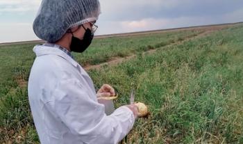 Avanzan Agricultura, gobierno de Chihuahua y cebolleros para cumplir protocolo de inocuidad