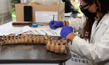 Emprenden catalogación digital del acervo del Laboratorio de Bioarqueología de la ENAH
