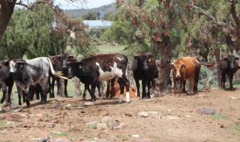 Emprende Agricultura acciones para impulsar exportación de reses bravas
