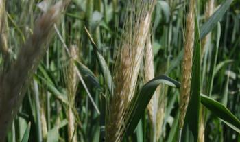 Reporta sector primario del país balanza comercial superavitaria en primeros cinco meses y crecimiento económico en mayo