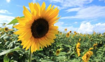 Apoyará Agricultura cultivo de girasol para producción de aceite en Zacatecas