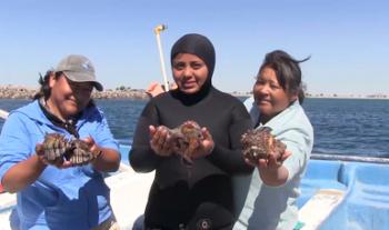 Abarcan cartas nacionales Pesquera y Acuícola cerca del 90 por ciento del valor total de la producción pesquera de México