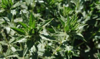 Ante sequía, apoya Agricultura a productores de cinco estados del norte del país con cultivos de bajo uso de agua