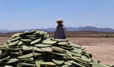 Establecerá Agricultura viveros de nopal forrajero en nueve entidades del país con escasez hídrica