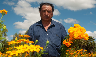 Alistan agricultores del país cultivo de cempasúchil para celebraciones por el Día de Muertos 2022