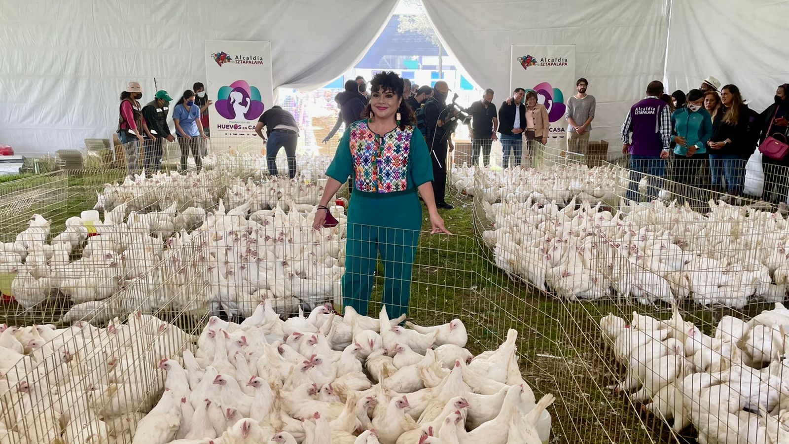 Pone en marcha Clara Brugada el programa Huevos en Casa, que dotará de 10 gallinas ponedoras a 2 mil 500 hogares