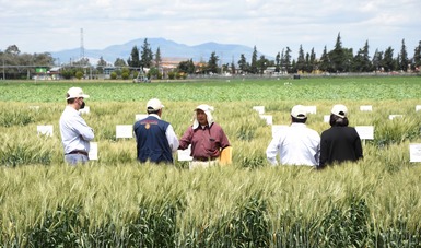Otorgan premio internacional a científicos mexicanos por sus contribuciones al mejoramiento del trigo