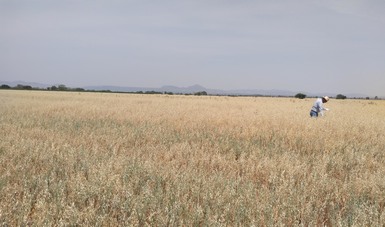 Inicia Agricultura en Zacatecas esquema de apoyo de semilla certificada de avena
