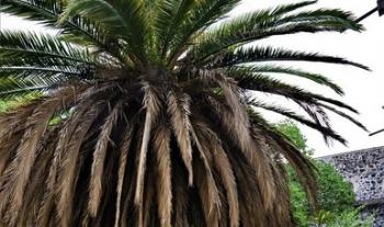 El Museo de El Carmen despide a sus palmeras canarias muertas