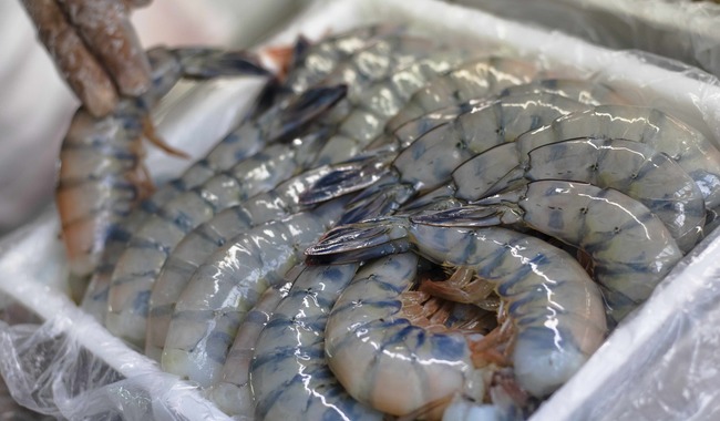 Anuncia Agricultura levantamiento de veda del camarón en el Golfo de México y mar Caribe
