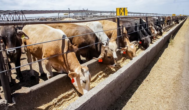 Impulsa Agricultura regulación para elaborar alimentos para consumo animal