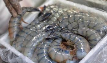 Anuncia Agricultura levantamiento de veda del camarón en el Golfo de México y mar Caribe