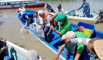 Desarrolla Agricultura estrategia de producción de pescado blanco en el Lago de Pátzcuaro