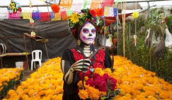 Aumenta producción de flor de cempasúchil en temporada 2022 de Día de Muertos