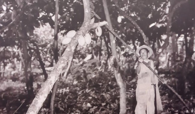 Documental y libro dedicados al ancestral árbol del cacao, primicia en el cierre de la 33 FILAH